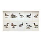 Von Wright brothers - Set of 10 Bird Prints - Northern, Verzamelen, Nieuw