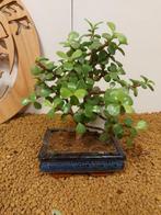 Jade bonsai (Crassula/Portulacaria) - Hauteur (arbre) : 21