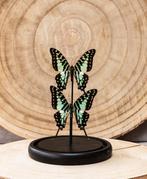 Vlinder Taxidermie volledige montage - Graphium antheus - 20, Nieuw