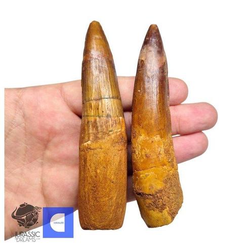 Set van 2 grote gerestaureerde Spinosaurus-dinosaurustanden, Verzamelen, Mineralen en Fossielen