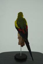 Bergparkiet Support de corps entier pour taxidermie -