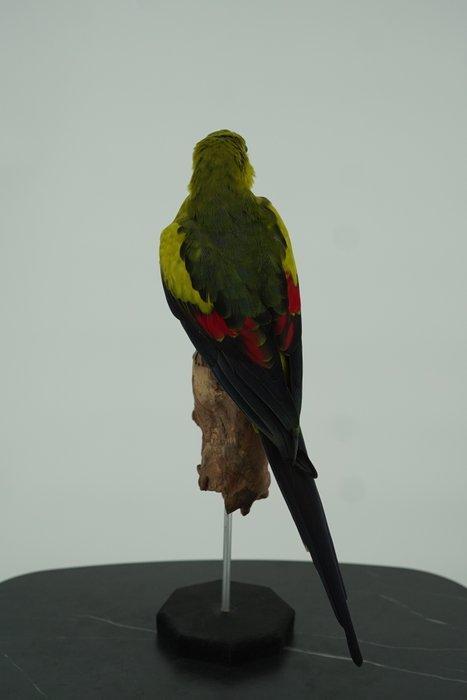 Bergparkiet Support de corps entier pour taxidermie -, Collections, Collections Animaux