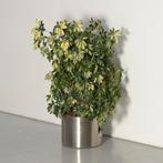 Plantenbak met echte plant, aluminium, 38 x 50 cm ø