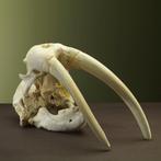 Morse Support de corps entier pour taxidermie - Odobenus, Nieuw