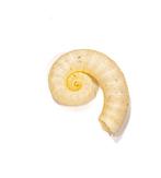 Posthornschnecke Skelet - Spirula spirula ***OHNE, Nieuw