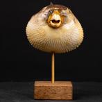 Poisson-comète séché sur une base en bois - Art taxidermique, Nieuw