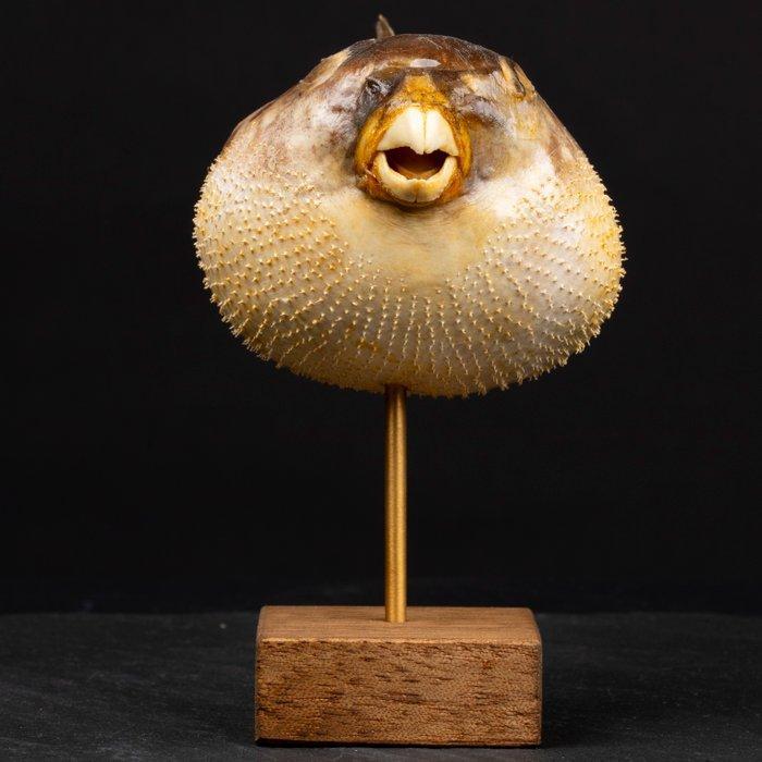 Poisson-comète séché sur une base en bois - Art taxidermique, Verzamelen, Dierenverzamelingen