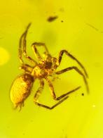 Birmese barnsteen - Barnsteen (Zonder minimumprijs)