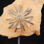 Echinodie fossiel op matrix - Asterocidaris Bistriata -, Verzamelen, Nieuw