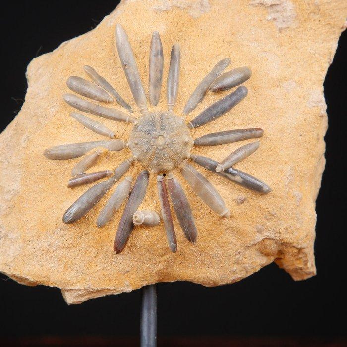 Echinodie fossiel op matrix - Asterocidaris Bistriata -, Verzamelen, Dierenverzamelingen