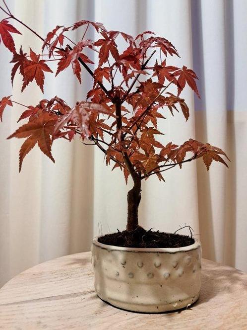 Japanese maple bonsai (Acer palmatum) - Hoogte (boom): 25 cm, Antiek en Kunst, Curiosa en Brocante