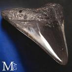 Fossiele Megalodon-tand – Miocene – Pliocene (ongeveer 23 –, Verzamelen, Nieuw