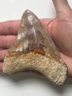 Megalodon tand 11,3 cm - Fossiele tand - Carcharocles, Verzamelen, Mineralen en Fossielen
