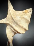 Vleugelige Plioceense gastropode - Gefossiliseerde schelp -, Verzamelen