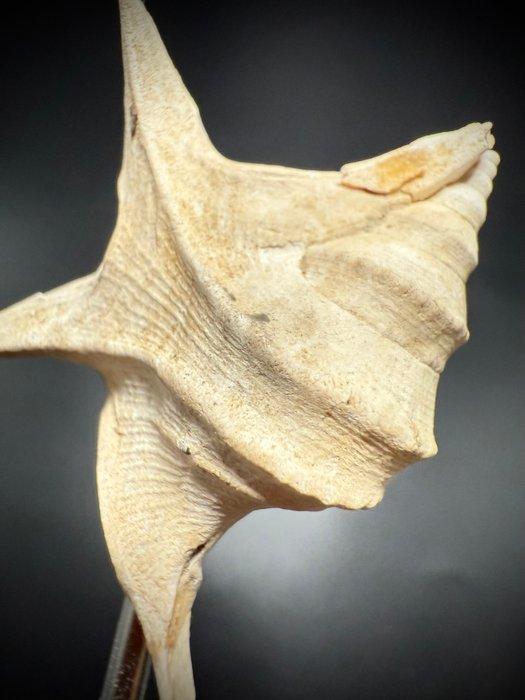 Vleugelige Plioceense gastropode - Gefossiliseerde schelp -, Collections, Minéraux & Fossiles