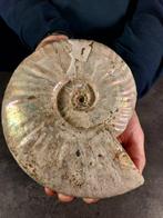 Ammoniet - Gefossiliseerde schelp - Aioloceras (Cleoniceras), Verzamelen