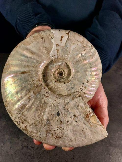 Ammoniet - Gefossiliseerde schelp - Aioloceras (Cleoniceras), Verzamelen, Mineralen en Fossielen