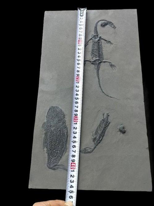 Big Fish joue avec deux Keichousaurus. - Animal fossilisé -, Verzamelen, Mineralen en Fossielen