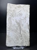 Très rare fossile de hippocampe - Plaque de mortalité, Nieuw