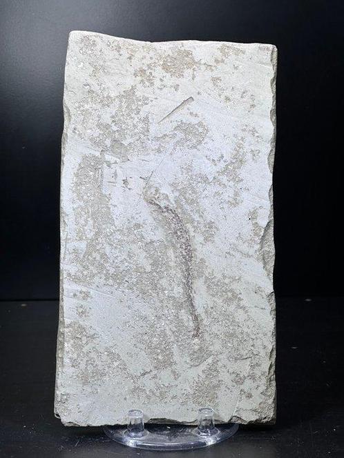 Très rare fossile de hippocampe - Plaque de mortalité, Verzamelen, Dierenverzamelingen