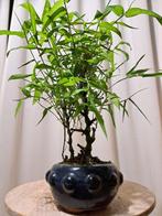 Boeddhas buik bamboe (Bambusa ventricosa) bonsai - Hoogte, Antiek en Kunst