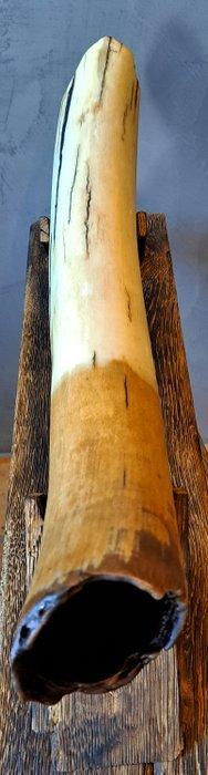 Wolharige mammoet - Gefossiliseerde slagtand - Mammuthus -, Verzamelen, Mineralen en Fossielen