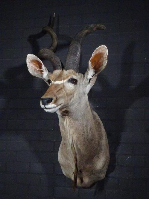 Greater Kudu Shoulder-mount - Schedel - Tragelaphus, Verzamelen, Dierenverzamelingen