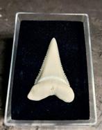 Witte haai Taxidermie volledige montage - Carcharodon, Nieuw
