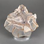 Gesneden Septaria-knobbel Vrije vorm - Hoogte: 16.5 cm -, Verzamelen