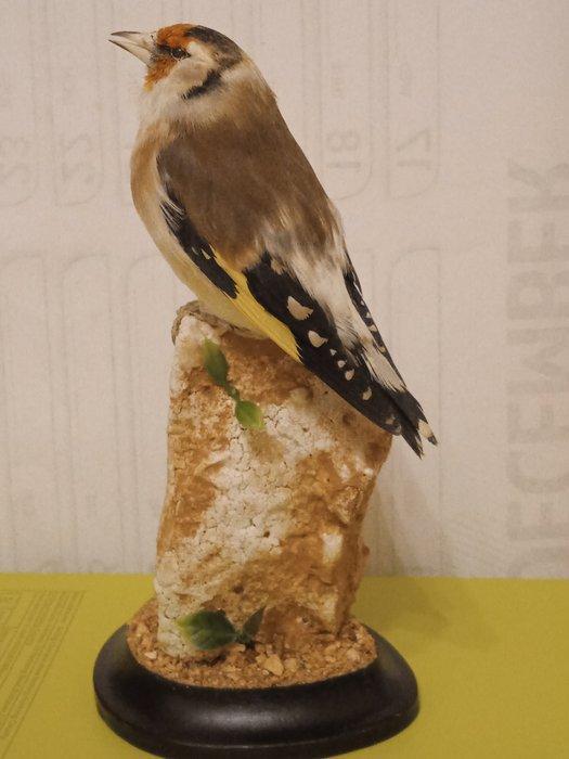 Siberische goudvink Taxidermie volledige montage - Carduelis, Verzamelen, Dierenverzamelingen