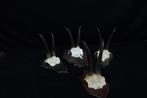 Chamois -skull Schedel - Rupicapra rupicapra - 0 cm - 0 cm -, Verzamelen, Nieuw
