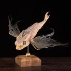 Cabinet de Curiosités – préparation de taxidermie de style, Nieuw