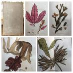 James Sowerby - English Botany with 86 hand coloured plates