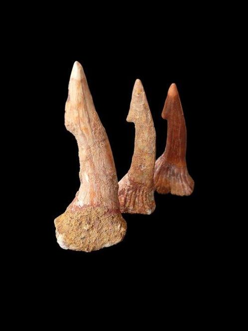 Natuurlijke tanden van de Sierra-haai - Fossiele tanden -, Verzamelen, Mineralen en Fossielen