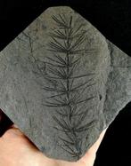 Fossiele plant met uitzonderlijke conservering!! - Cola de