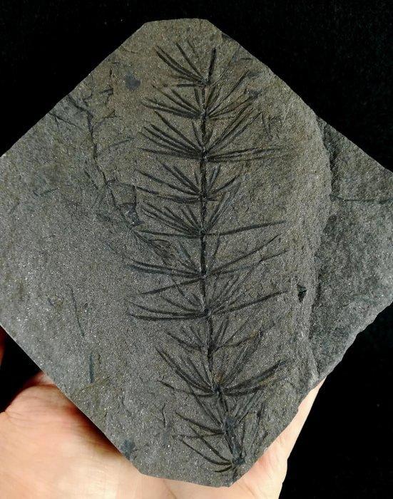 Fossiele plant met uitzonderlijke conservering!! - Cola de, Verzamelen, Mineralen en Fossielen