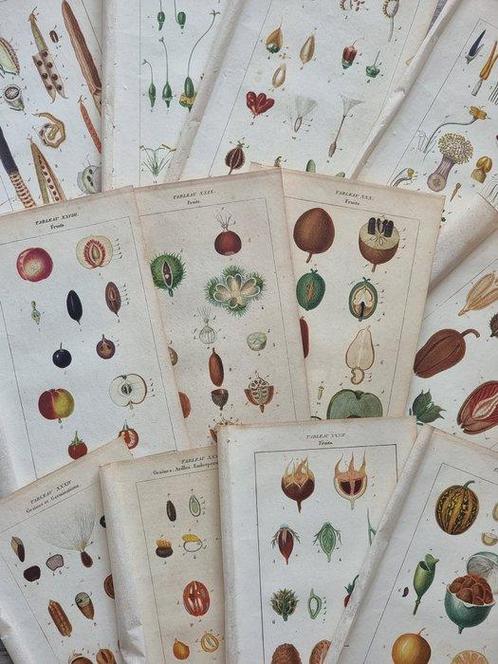 Francois Pierre Chaumeton / Ernestine Panckoucke - Lot with, Antiek en Kunst, Antiek | Boeken en Manuscripten