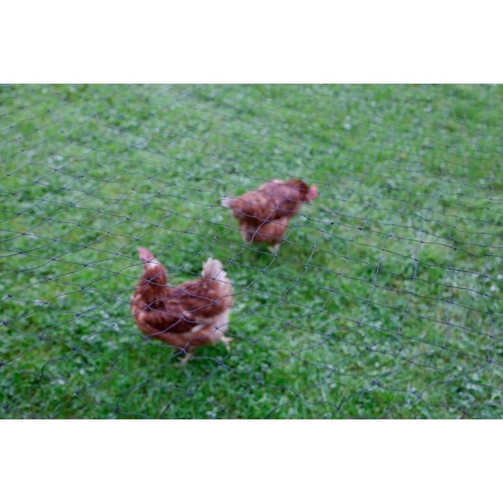 Filet de protection des volailles, 5 x 10 m, largeur des, Dieren en Toebehoren, Stalling en Weidegang