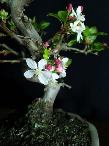 Appel bonsai – Geen minimumprijs - Hoogte (boom): 38 cm -