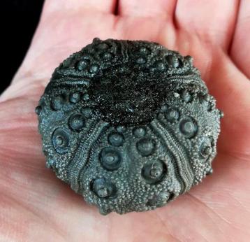 ② Indrukwekkende zee-egel!!! - Uitzonderlijke grootte voor — Minéraux ...