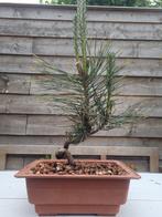 Pinus thumbergii bonsai (japanese Black pine) - Hoogte