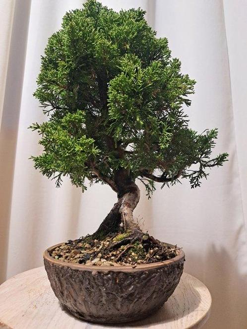 juniperus chinensis itoigawa bonsai - Hoogte (boom): 33 cm -, Antiek en Kunst, Curiosa en Brocante