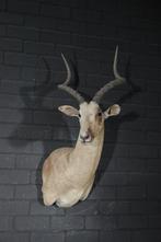 Impala Taxidermie wandmontage - Aepyceros melampus - 45 cm -, Nieuw