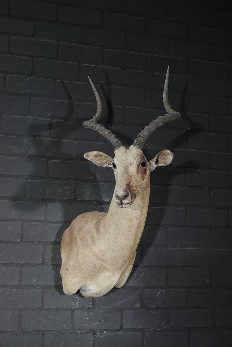 Impala Taxidermie wandmontage - Aepyceros melampus - 45 cm -, Verzamelen, Dierenverzamelingen