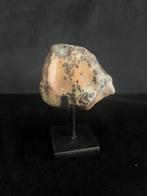 M3 Sup. non usee Rhinocéros de Sumatra - Dent fossile -, Collections