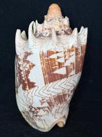 Escargot de mer Coquillage marin - S-132 CYMBIOLA IMPERIALIS, Antiek en Kunst