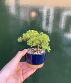 Jeneverbes bonsai (Juniperus) - Hoogte (boom): 8 cm - Diepte