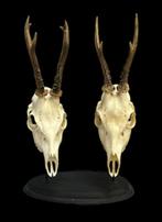 Chevreuil 2 crânes - Capreolus capreolus - 24×2×14 cm - 2, Verzamelen, Dierenverzamelingen, Nieuw