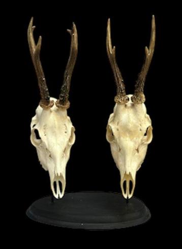 Chevreuil 2 crânes - Capreolus capreolus - 24×2×14 cm - 2