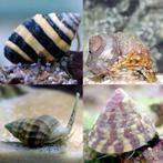 Slakken pack (8 slakken), Dieren en Toebehoren, Vissen | Aquariumvissen